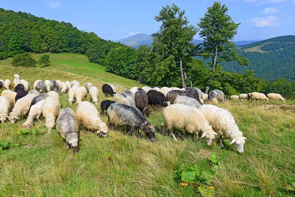 Ovelhas Montanhas Uma Paisagem Verão — Fotografia de Stock