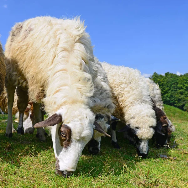 Schafe Den Bergen Einer Sommerlandschaft — Stockfoto