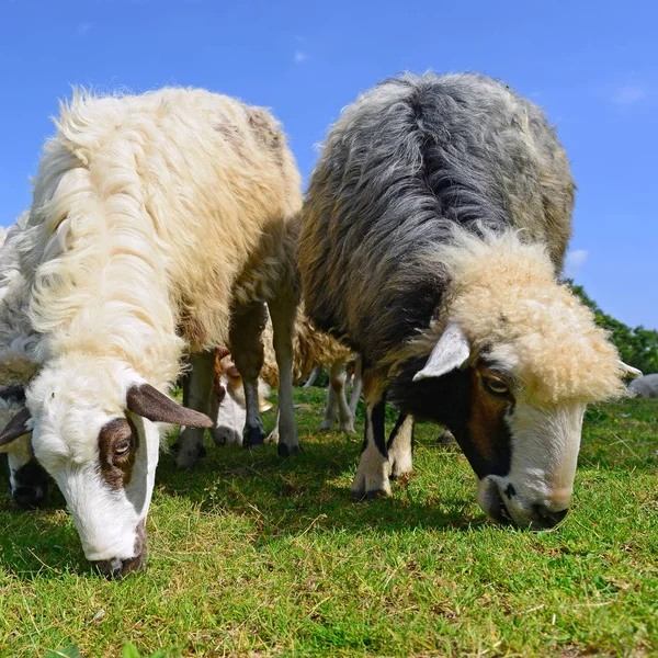 Schapen Bergen Een Landschap Van Zomer — Stockfoto