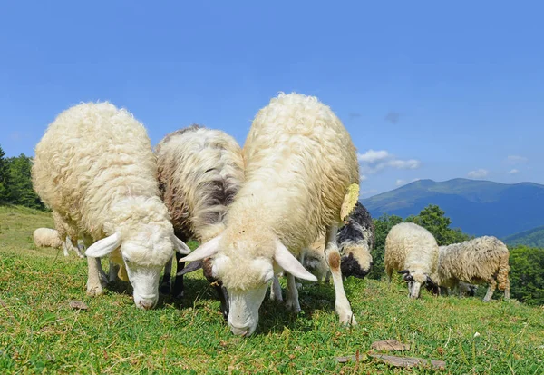 Ovelhas Montanhas Uma Paisagem Verão — Fotografia de Stock