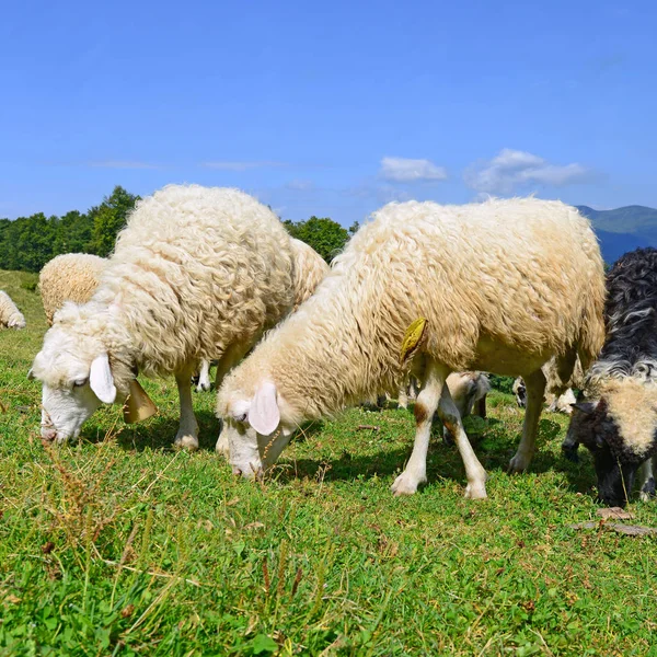 Schafe Den Bergen Einer Sommerlandschaft — Stockfoto