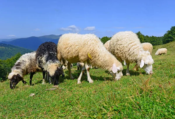 Las Ovejas Las Montañas Paisaje Veraniego —  Fotos de Stock