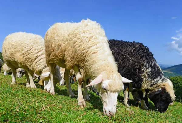 Schafe Den Bergen Einer Sommerlandschaft — Stockfoto