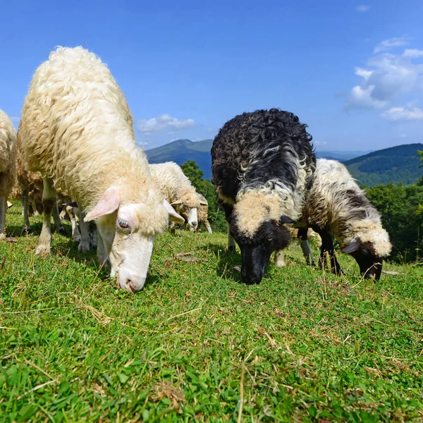 Πρόβατα Στα Βουνά Ένα Καλοκαιρινό Τοπίο — Φωτογραφία Αρχείου