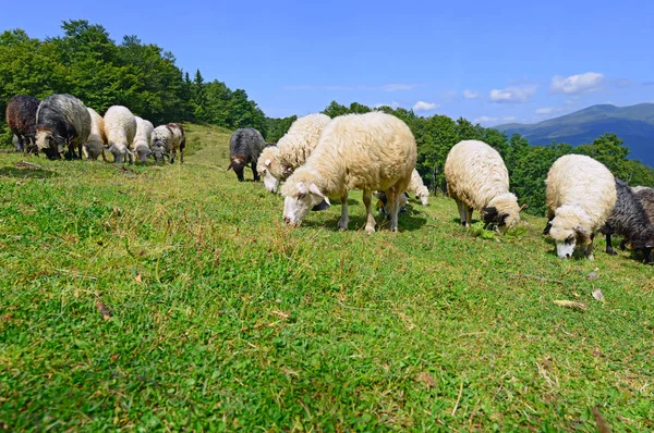 Ovelhas Montanhas Uma Paisagem Verão — Fotografia de Stock