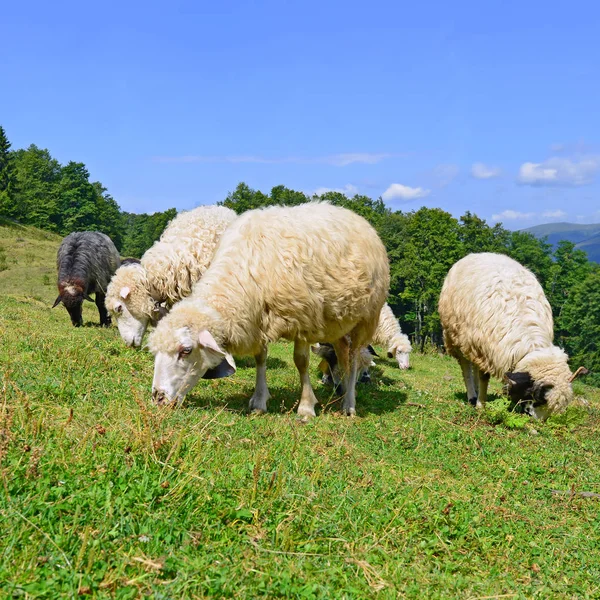 Schapen Bergen Een Landschap Van Zomer — Stockfoto