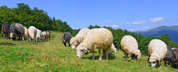 Ovelhas Montanhas Uma Paisagem Verão — Fotografia de Stock