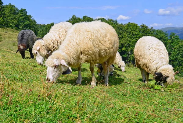 Ovelhas Montanhas Uma Paisagem Verão — Fotografia de Stock