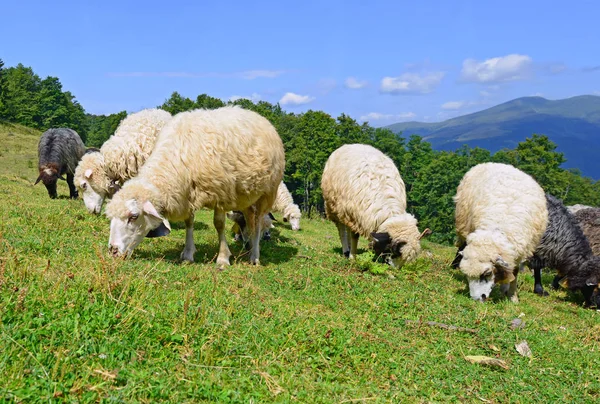 Schapen Bergen Een Landschap Van Zomer — Stockfoto