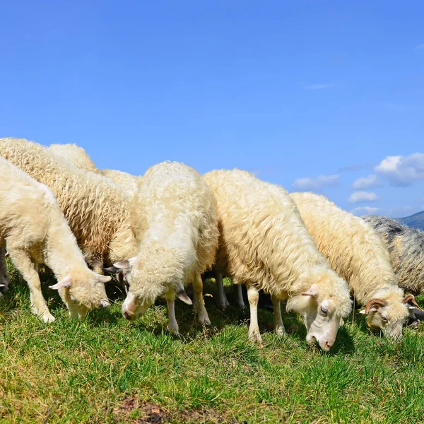 Schapen Bergen Een Landschap Van Zomer — Stockfoto