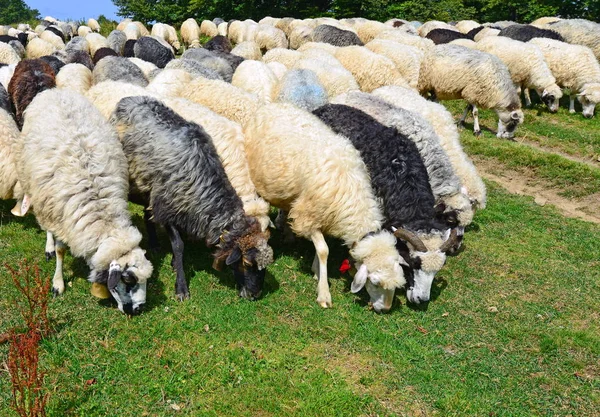 Schapen Bergen Een Landschap Van Zomer — Stockfoto