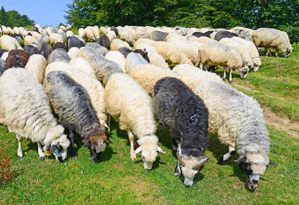 Pecora Montagna Paesaggio Estivo — Foto Stock