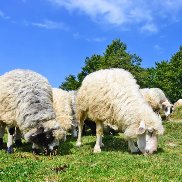 Schapen Bergen Een Landschap Van Zomer — Stockfoto