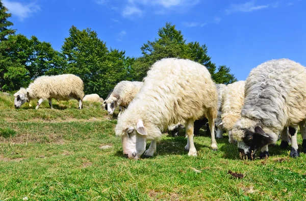 Schafe Den Bergen Einer Sommerlandschaft — Stockfoto