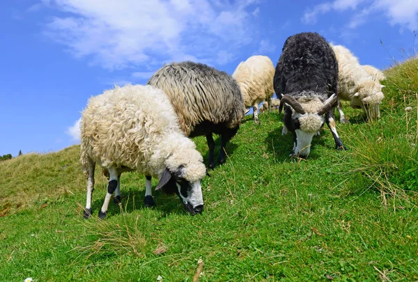 Овцы Горах Летнем Пейзаже — стоковое фото