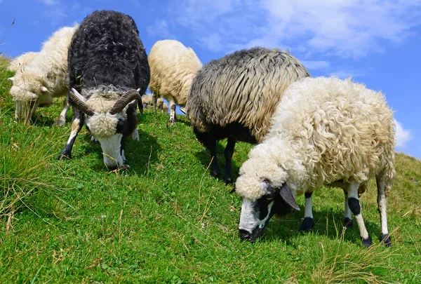 在夏天风景山区羊 — 图库照片