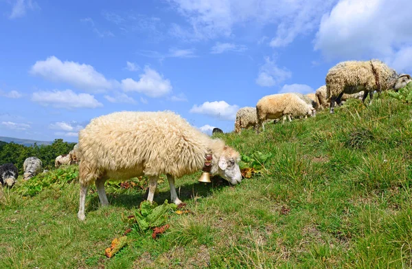 Schapen Bergen Een Landschap Van Zomer — Stockfoto