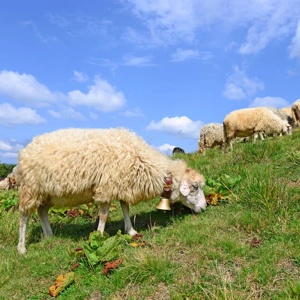 夏の風景の山で羊 — ストック写真