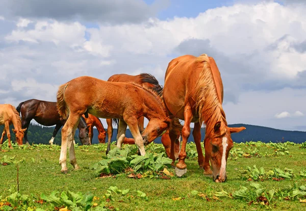 Beautiful Horses Pasture — Stock Photo, Image