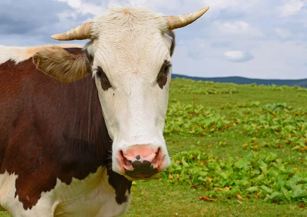 close up of cute cow on meadow