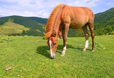 Yaz otlağında bir at