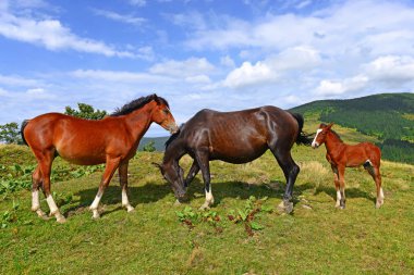 Yaz Dağı mera üzerinde atlar. 