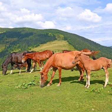 Yaz Dağı mera üzerinde atlar. 