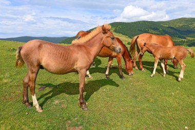 Yaz Dağı mera üzerinde atlar. 