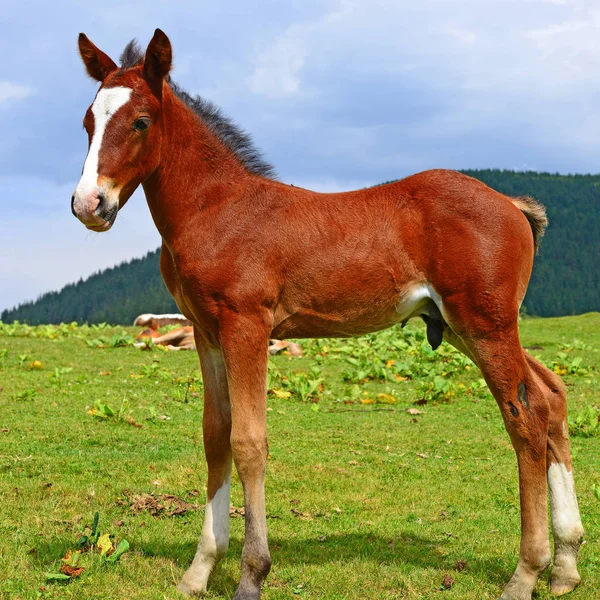 Young Beautiful Foal Rural Countryside — 图库照片