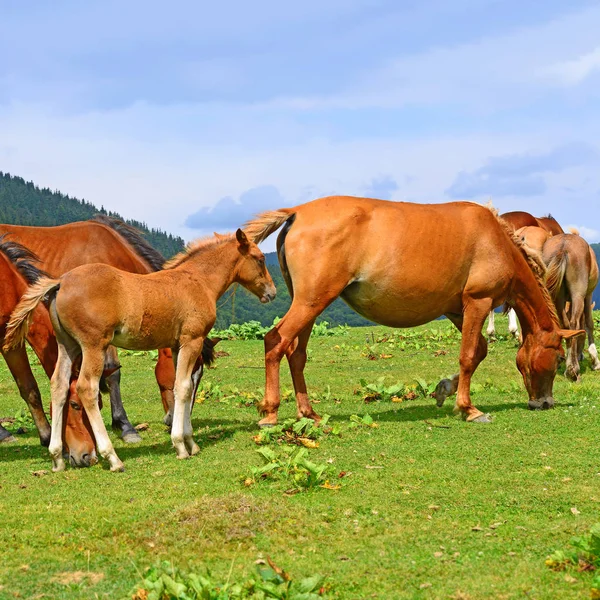 夏の山の牧草地の馬 — ストック写真