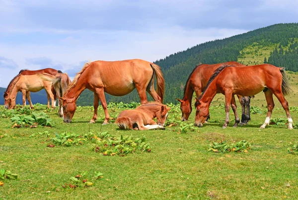Άλογα Ένα Καλοκαίρι Θερινούς Βοσκότοπους — Φωτογραφία Αρχείου