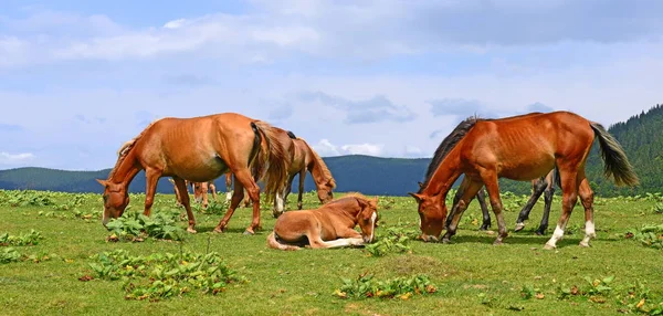 Cavalos Pasto Montanha Verão — Fotografia de Stock