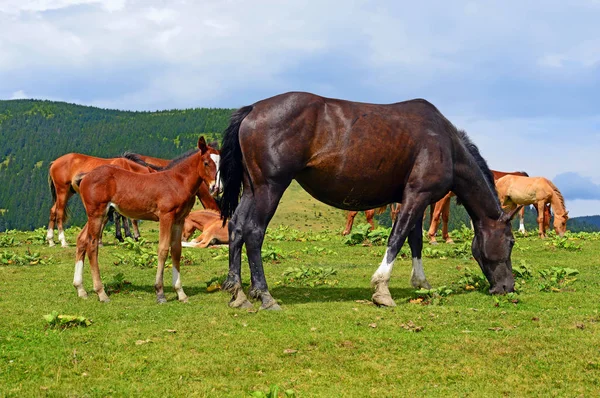 夏の山の牧草地の馬 — ストック写真