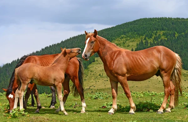 Koni Pastwiskach Górskich Lato — Zdjęcie stockowe