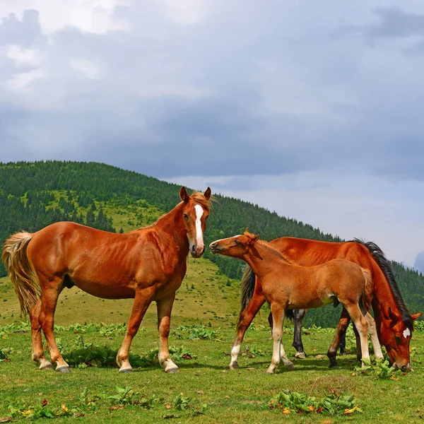 Yaz Dağı Mera Üzerinde Atlar — Stok fotoğraf