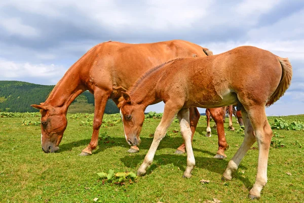 Paarden Een Zomer Berg Grasland — Stockfoto