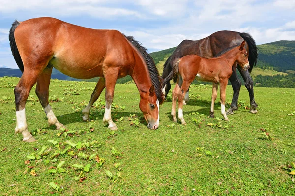 Chevaux Sur Alpage Été — Photo