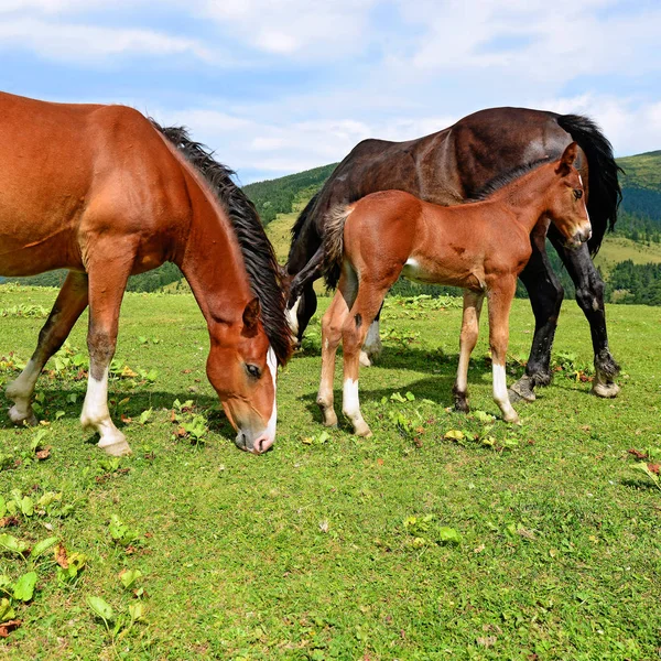 Belos Cavalos Pasto — Fotografia de Stock
