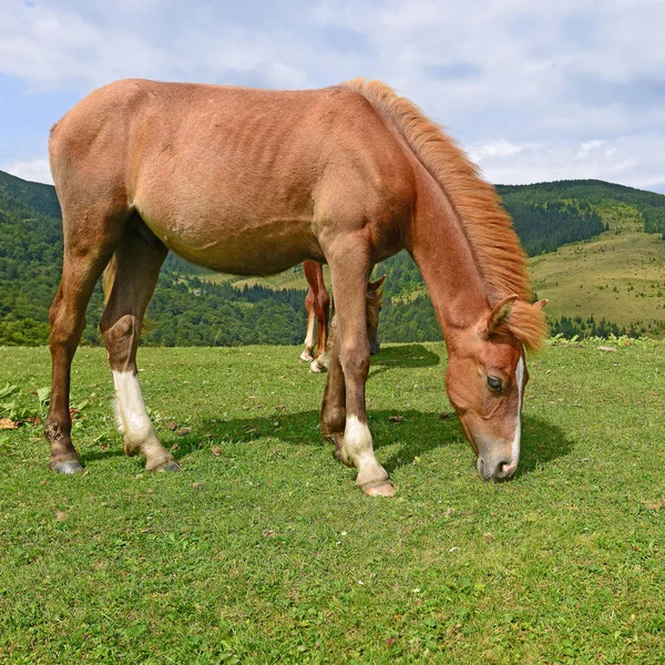 Cavalo Pasto Verão — Fotografia de Stock