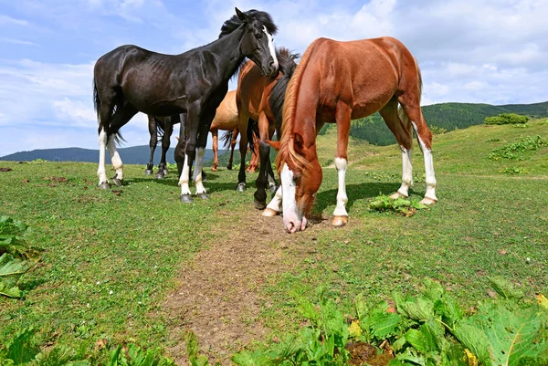 Paarden Een Zomerweide — Stockfoto