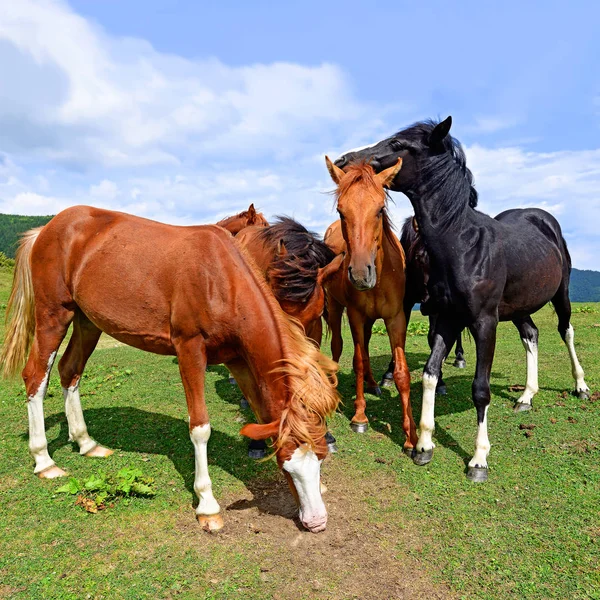 Yaz Otlağında Atlar — Stok fotoğraf