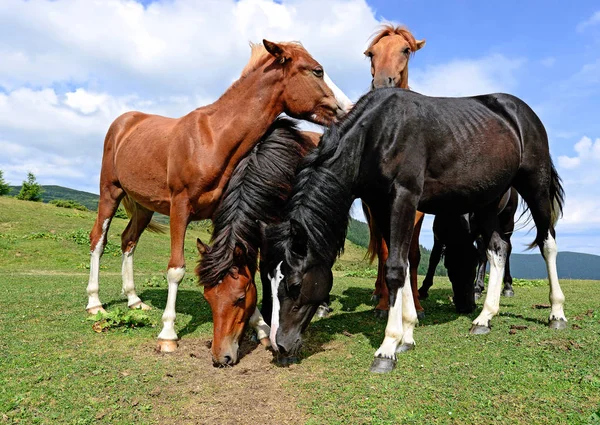 Caballos Pasto Montaña Verano —  Fotos de Stock