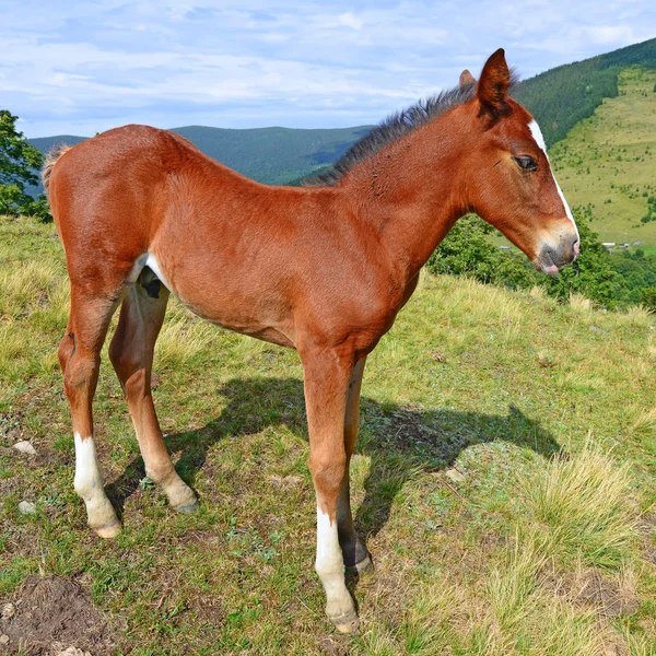 Young Beautiful Foal Rural Countryside — Fotografia de Stock