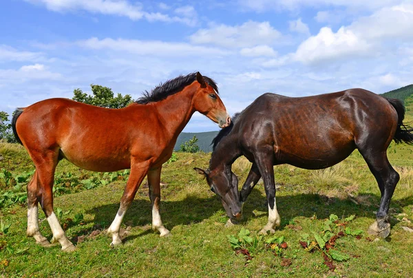 Horses Summer Mountain Pasture — Stock Photo, Image