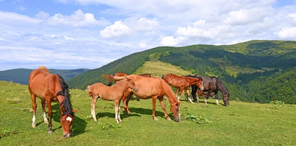 Cavalos Pasto Montanha Verão — Fotografia de Stock