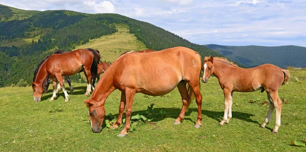 Paarden Een Zomer Berg Grasland — Stockfoto