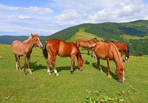 Paarden Een Zomer Berg Grasland — Stockfoto