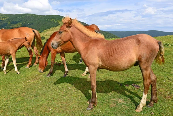 Paarden Een Zomer Berg Grasland — Stockfoto