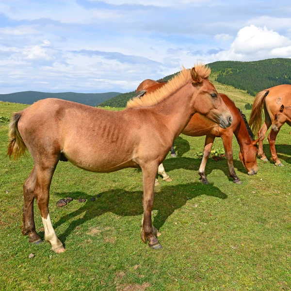 夏の山の牧草地の馬 — ストック写真