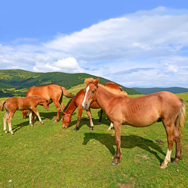 Paarden Een Zomer Berg Grasland — Stockfoto